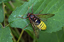 BUITEN BEELD Foto: 286964