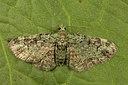 BUITEN BEELD Foto: 286972