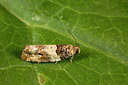 BUITEN BEELD Foto: 286977