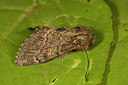 BUITEN BEELD Foto: 286985