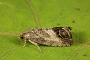 BUITEN BEELD Foto: 286990