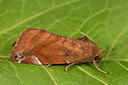 BUITEN BEELD Foto: 286994