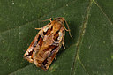 BUITEN BEELD Foto: 287025