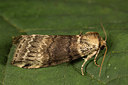 BUITEN BEELD Foto: 287039