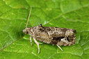 BUITEN BEELD Foto: 287051
