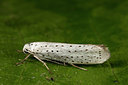 BUITEN BEELD Foto: 287054