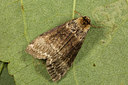 BUITEN BEELD Foto: 287062