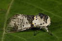 BUITEN BEELD Foto: 287074