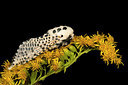BUITEN BEELD Foto: 287084
