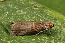 BUITEN BEELD Foto: 287097