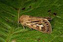 BUITEN BEELD Foto: 287112