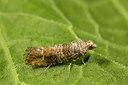 BUITEN BEELD Foto: 287118