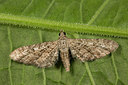 BUITEN BEELD Foto: 287121