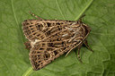BUITEN BEELD Foto: 287124