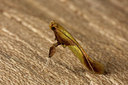 BUITEN BEELD Foto: 287130