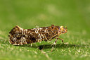 BUITEN BEELD Foto: 287140