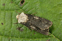 BUITEN BEELD Foto: 287152