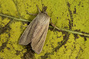 BUITEN BEELD Foto: 287159