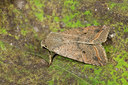 BUITEN BEELD Foto: 287166