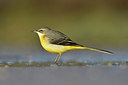 BUITEN BEELD Foto: 287176