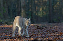 BUITEN BEELD Foto: 287187