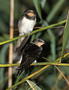 BUITEN BEELD Foto: 287251