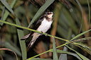 BUITEN BEELD Foto: 287252
