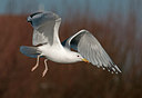 BUITEN BEELD Foto: 287311