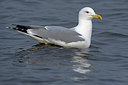 BUITEN BEELD Foto: 287317