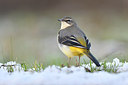 BUITEN BEELD Foto: 287375