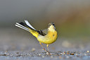 BUITEN BEELD Foto: 287378