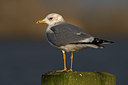 BUITEN BEELD Foto: 287389