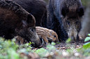 BUITEN BEELD Foto: 287465