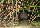 BUITEN BEELD Foto: 287497