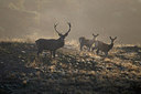 BUITEN BEELD Foto: 287507