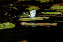 BUITEN BEELD Foto: 287519