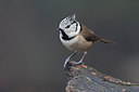 BUITEN BEELD Foto: 287542