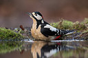 BUITEN BEELD Foto: 287544