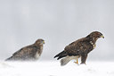 BUITEN BEELD Foto: 287553