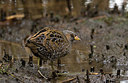 BUITEN BEELD Foto: 287582