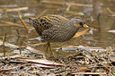 BUITEN BEELD Foto: 287583