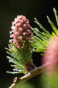 BUITEN BEELD Foto: 287606