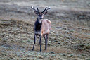 BUITEN BEELD Foto: 287611