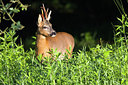 BUITEN BEELD Foto: 287620