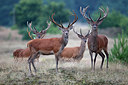BUITEN BEELD Foto: 287625