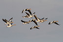 BUITEN BEELD Foto: 287635