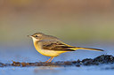BUITEN BEELD Foto: 287651