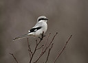 BUITEN BEELD Foto: 287657