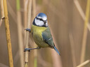 BUITEN BEELD Foto: 287719