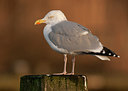 BUITEN BEELD Foto: 287735